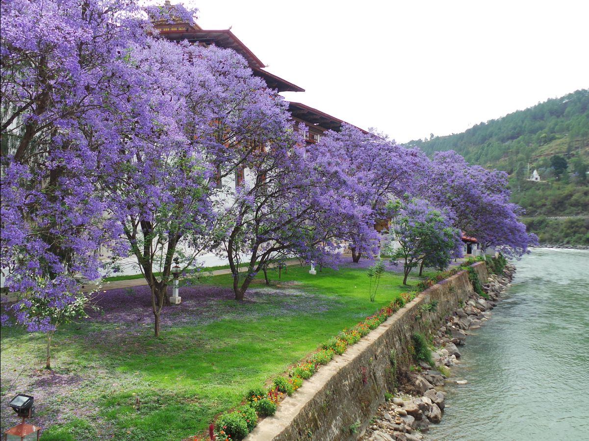 Punakha Dzong30